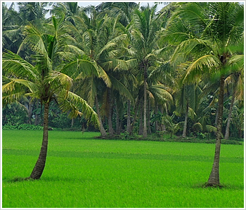 Konaseema_alttext